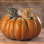 kittens pumpkins