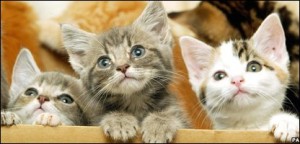 kittens box
