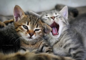 kittens yawning