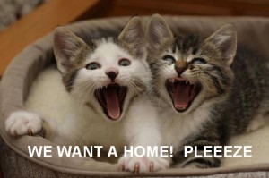 kitten wants home