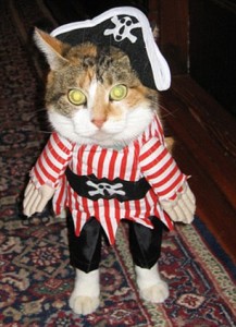 pirate cat