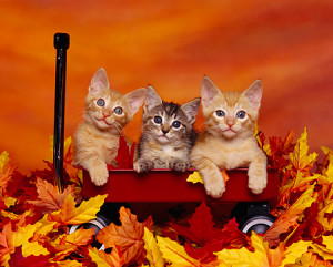 kittens in wagon