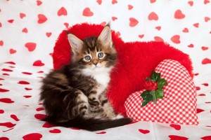 feline valentine
