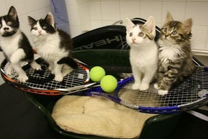 tennis kittens
