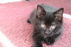 pink-black-kitten