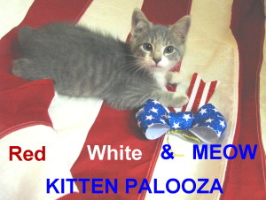 red white meow