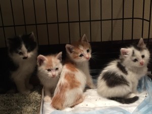 GROUP